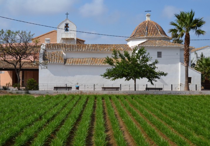 Spanyol földimandula ültetvény