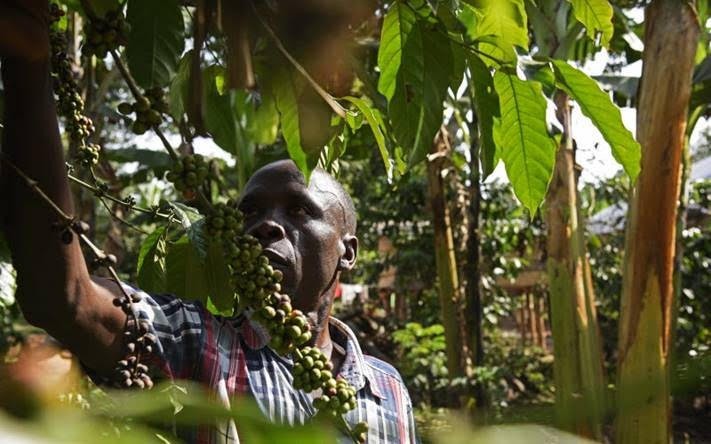 Kávécserje termésével Ugandában. Fotó: ©FAO/Isaac Kasamani