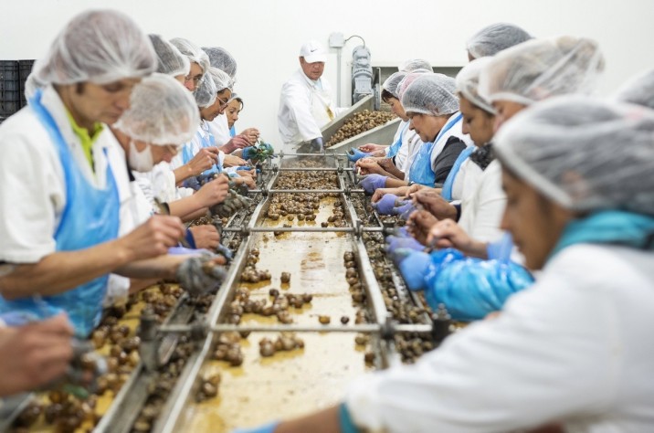 A hőkezelt csigaházakból kiszedik a csigahúst a francia tulajdonú Bourgogne Gastronomie Kft. élő éticsiga feldolgozó és fagyasztott tésztatermékeket gyártó üzemében Kisvárdán az avatóünnepség napján, 2019. szeptember 20-án. A mintegy 6,5 milliárd forintból felépített, több mint 12 ezer négyzetméter alapterületű élelmiszeripari létesítmény beruházáshoz a magyar kormány negyvenszázalékos támogatást biztosított. MTI/Balázs Attila
