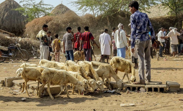 Emberek gyülekeznek Jemenben az állataikat (szarvasmarha, bárány) beoltatni a FAO jóvoltából. Fotó: ©FAO/Abdulhakim