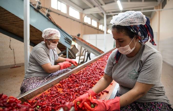 Törökországi paprikafeldolgozó üzem. Fotó: FAO/Carly Learson